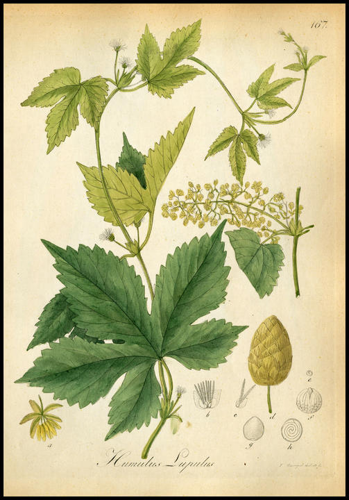 1833_plate_large.jpg