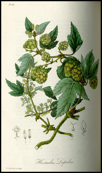 1834_plate_large.jpg