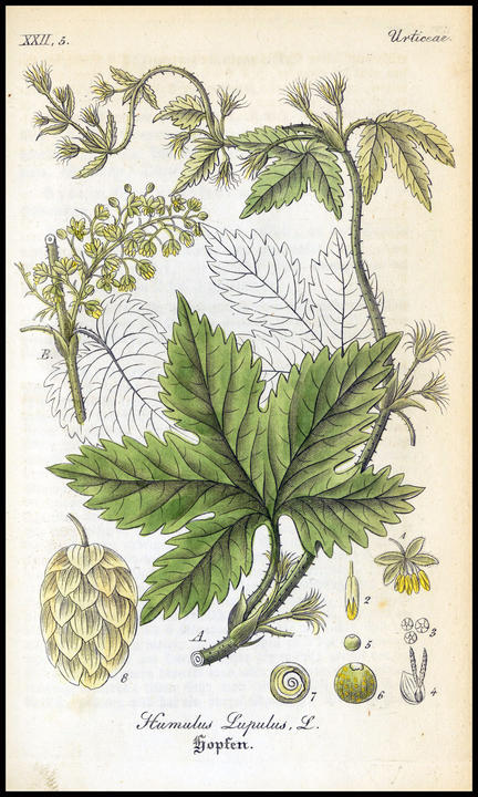 1836_plate_large.jpg