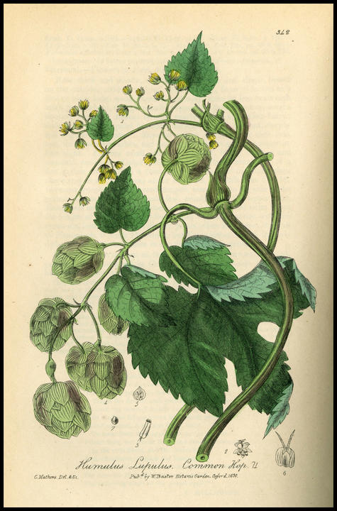 1840_plate_large.jpg