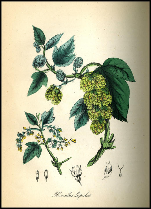 1848_plate_large.jpg