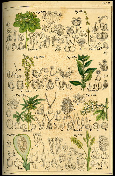 1849_plate_large.jpg