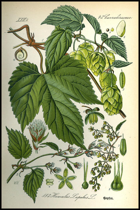1886_plate_large.jpg