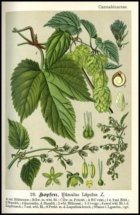 1893_plate_large.jpg