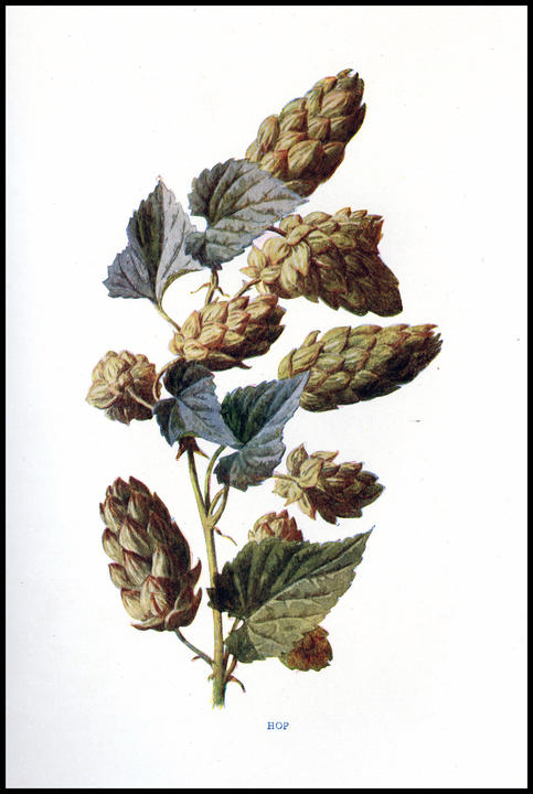 1902_plate_large.jpg