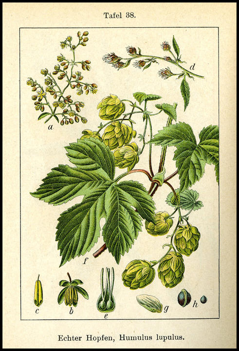 1905_plate_large.jpg