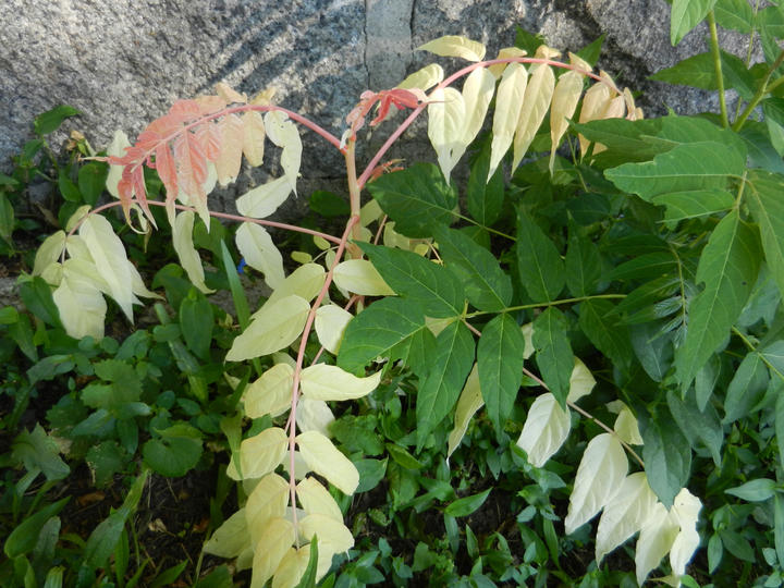 Albino Ailanthus altissima