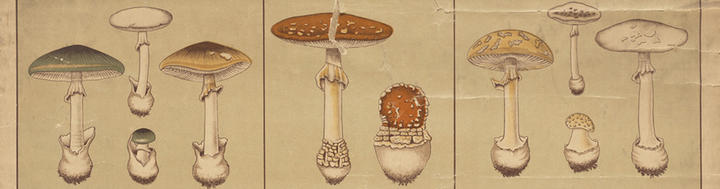 amanita_banner2.jpg