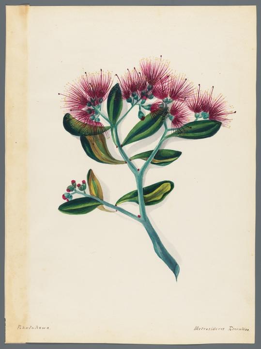 bi_gra00075_nzflora_0020_slide_0.jpg