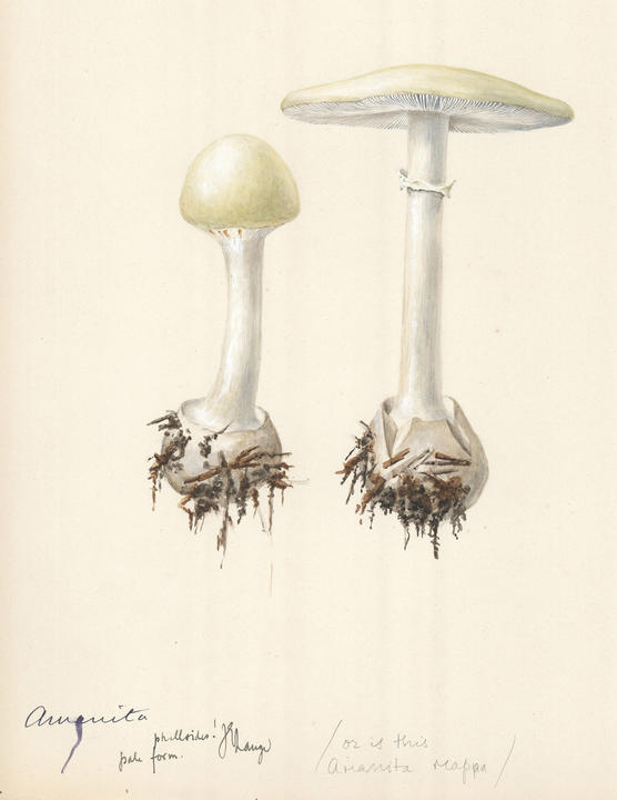 bridgham_watercolor.jpg