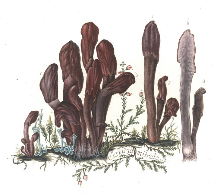 '