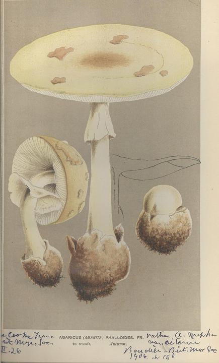 cooke_plate.jpg