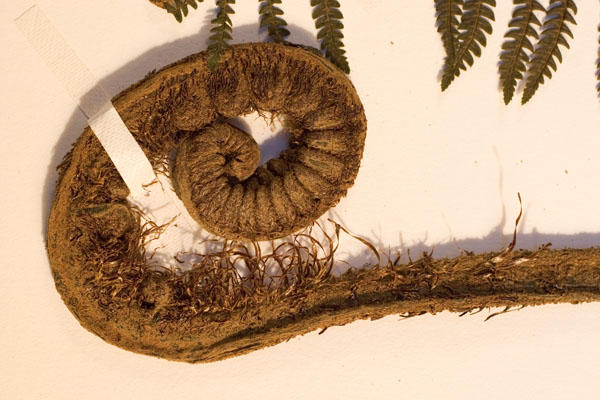 fern.jpg