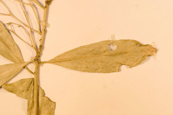 leaf.jpg
