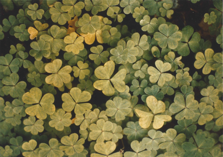 Oxalis acetosella