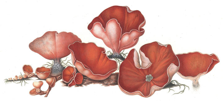 '