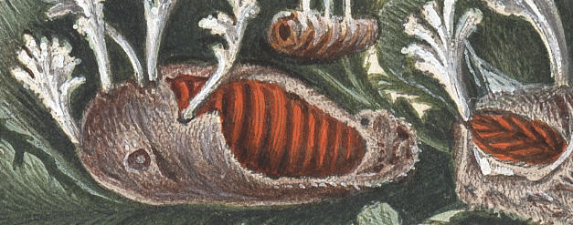 ramaria4detail2.jpg