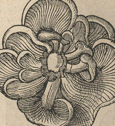 small_clusius.jpg