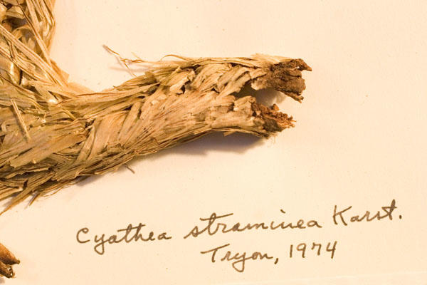 specimen_01.jpg