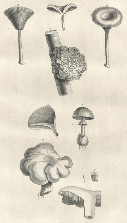vaillant_image.jpg