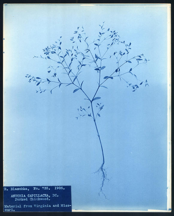 web_cyanotype_1.jpg