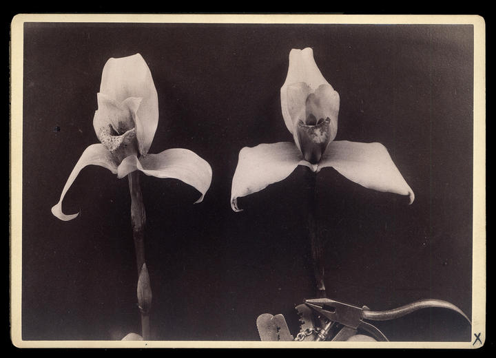 web_two_flowers.jpg