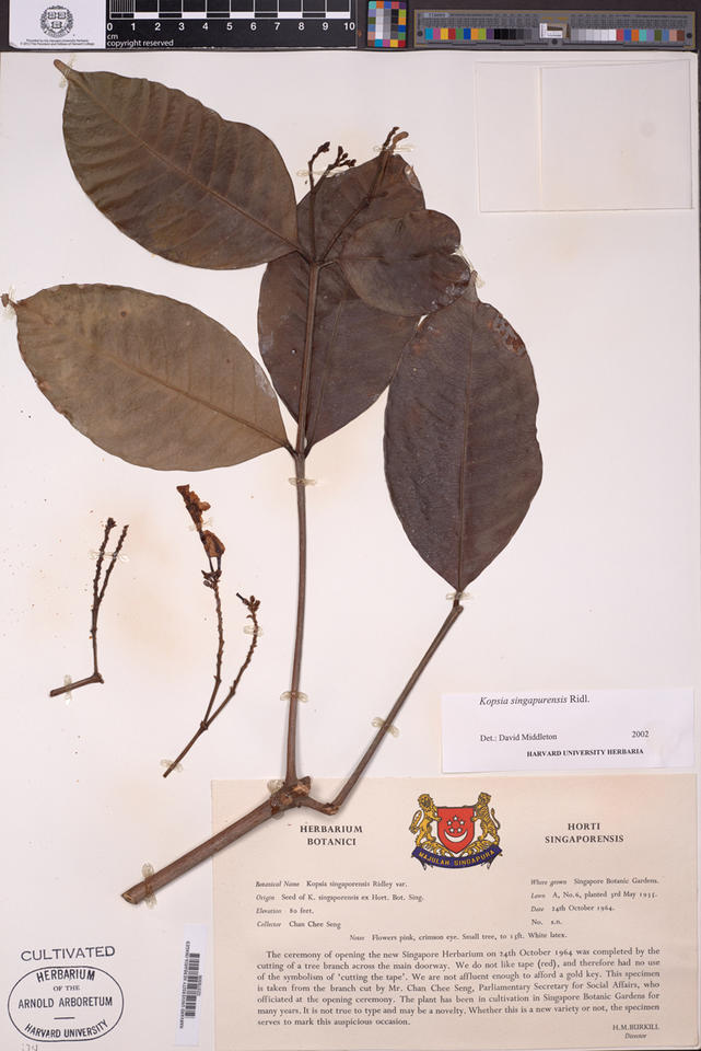 Kopsia singapurensis, barcode 02378306