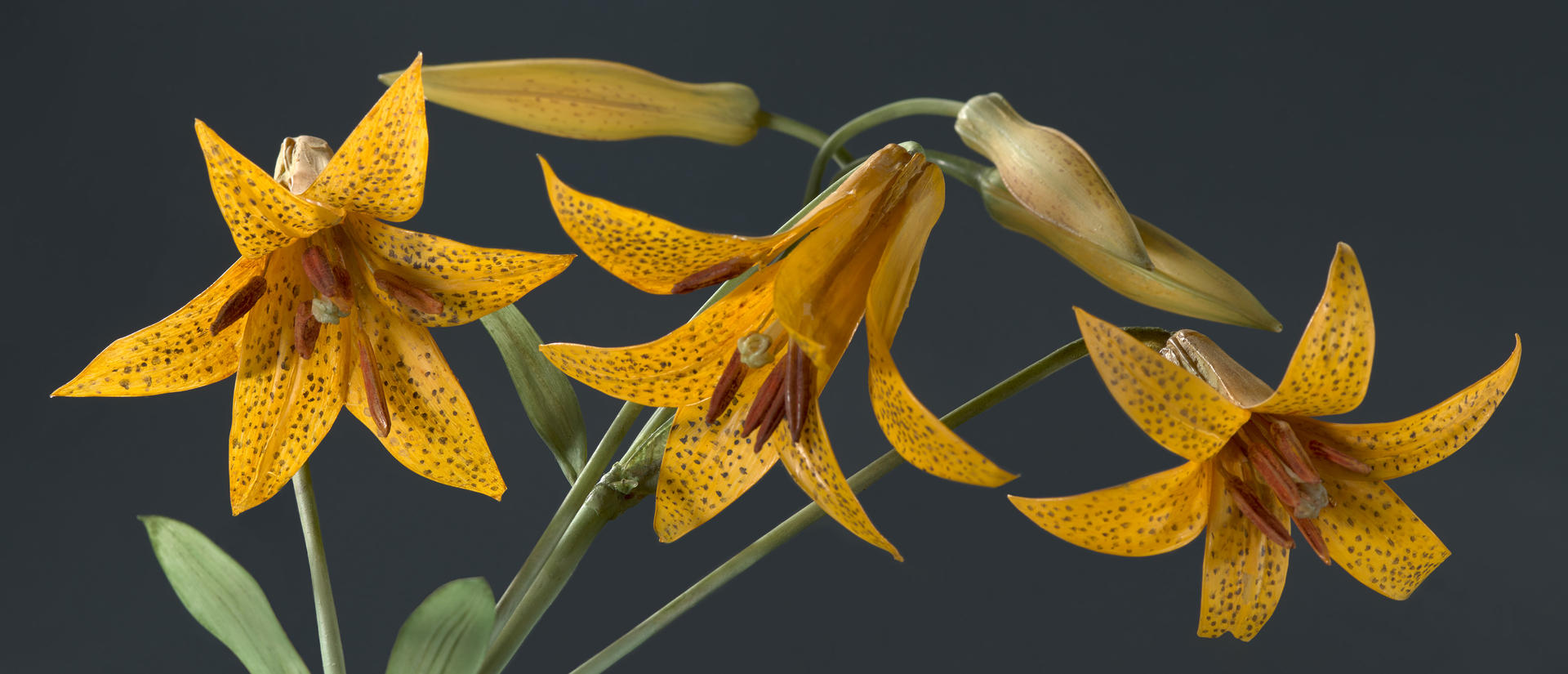 yellow Canada lilies