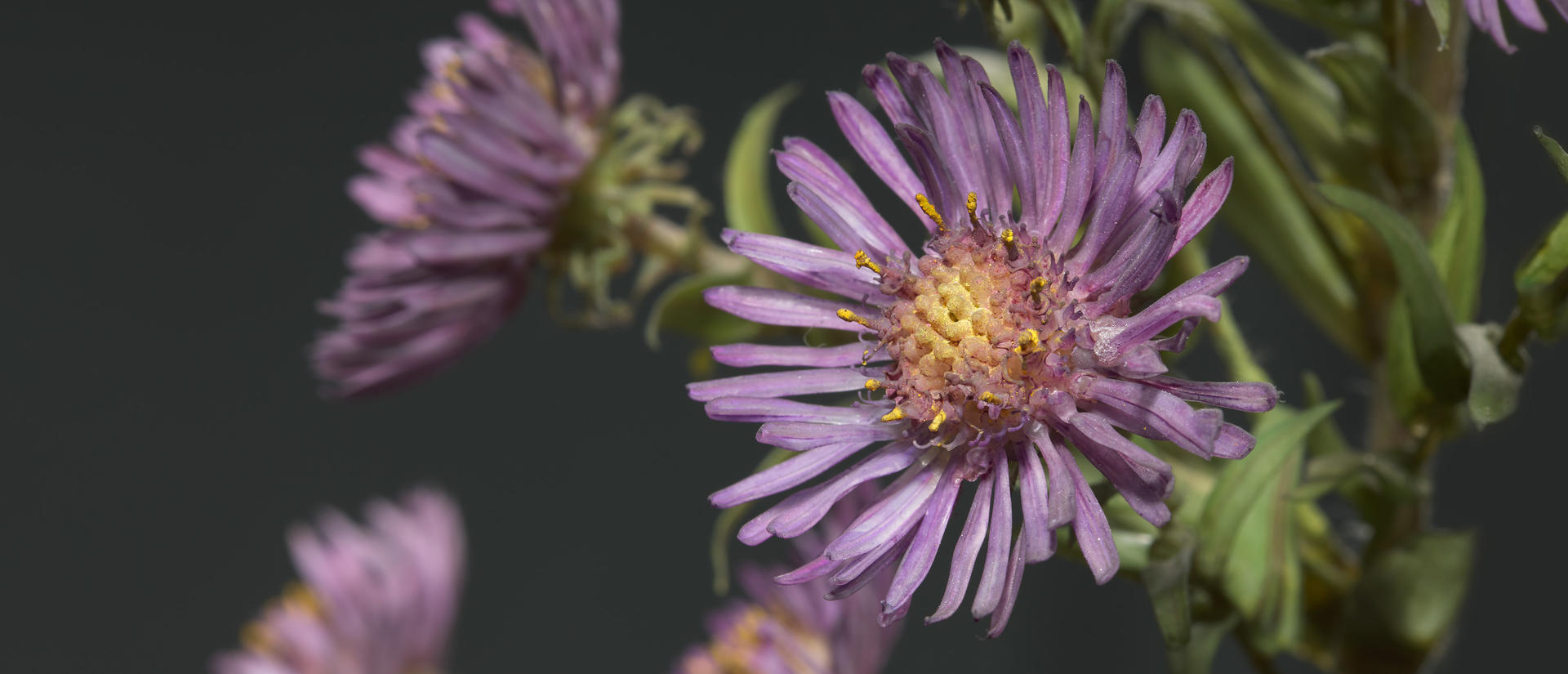 purple aster