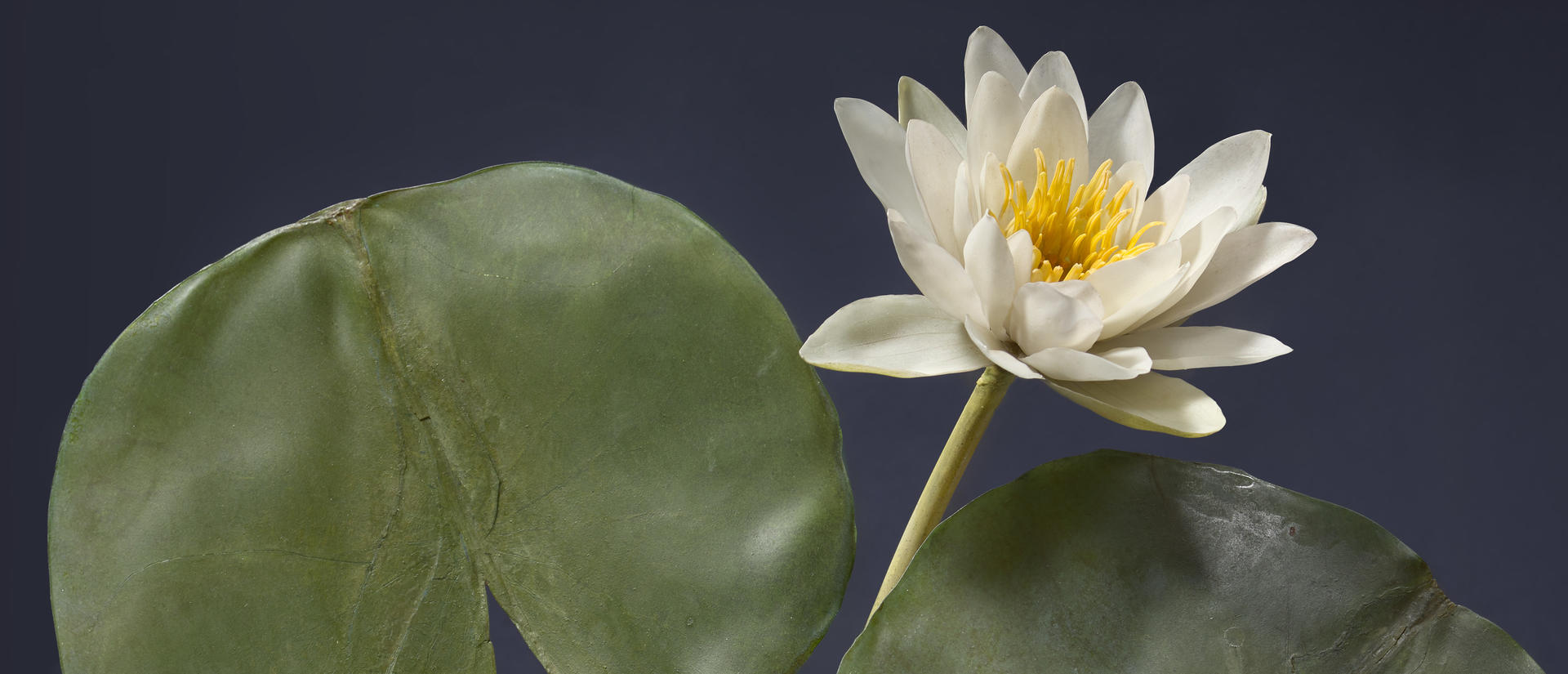 waterlily