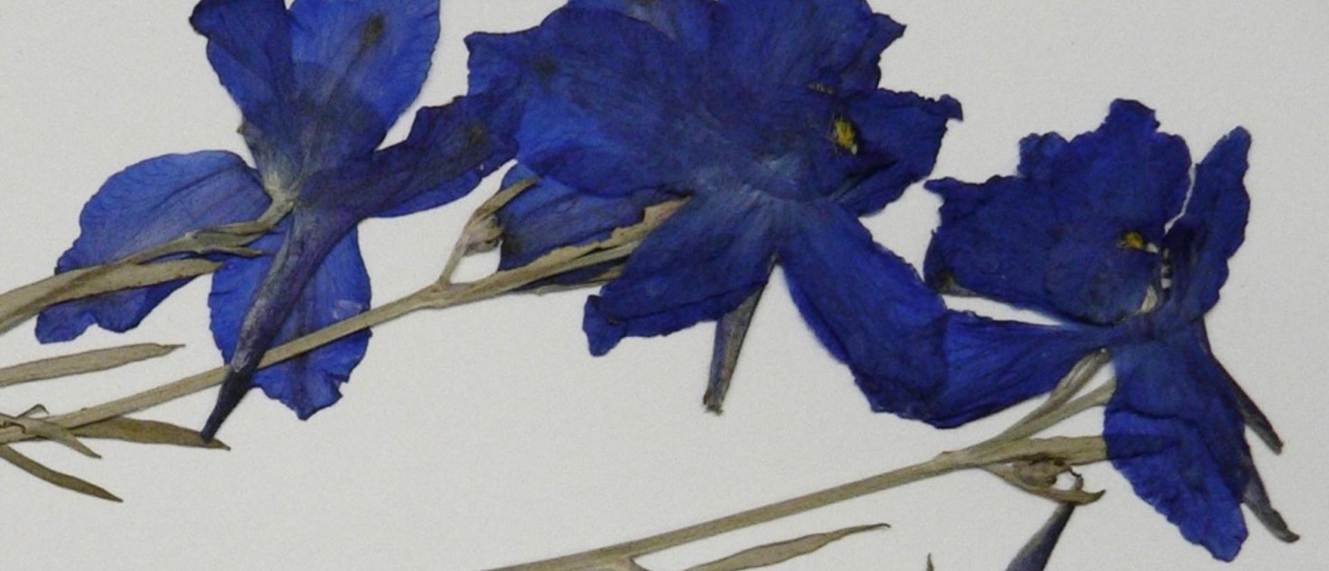 delphinium01_crop.jpg