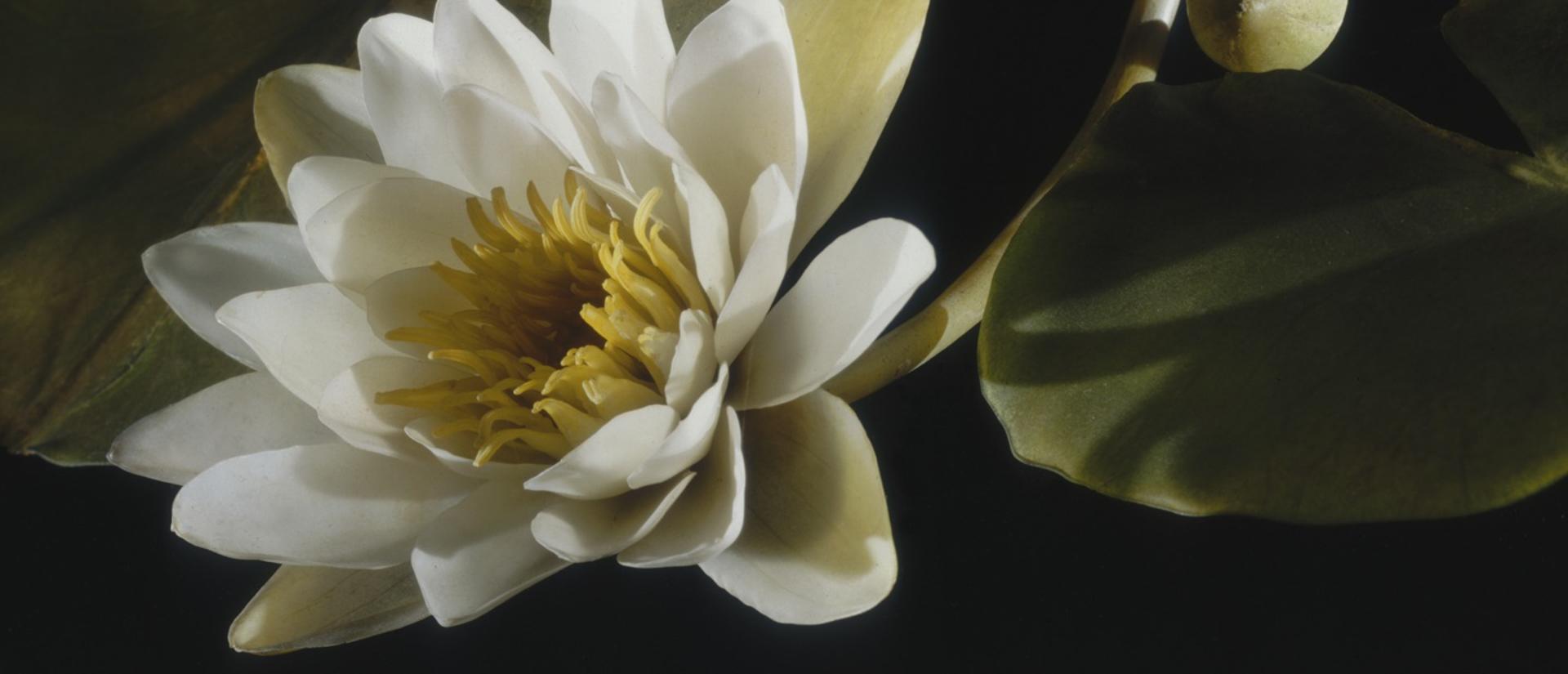 glass_flowers_crop.jpg