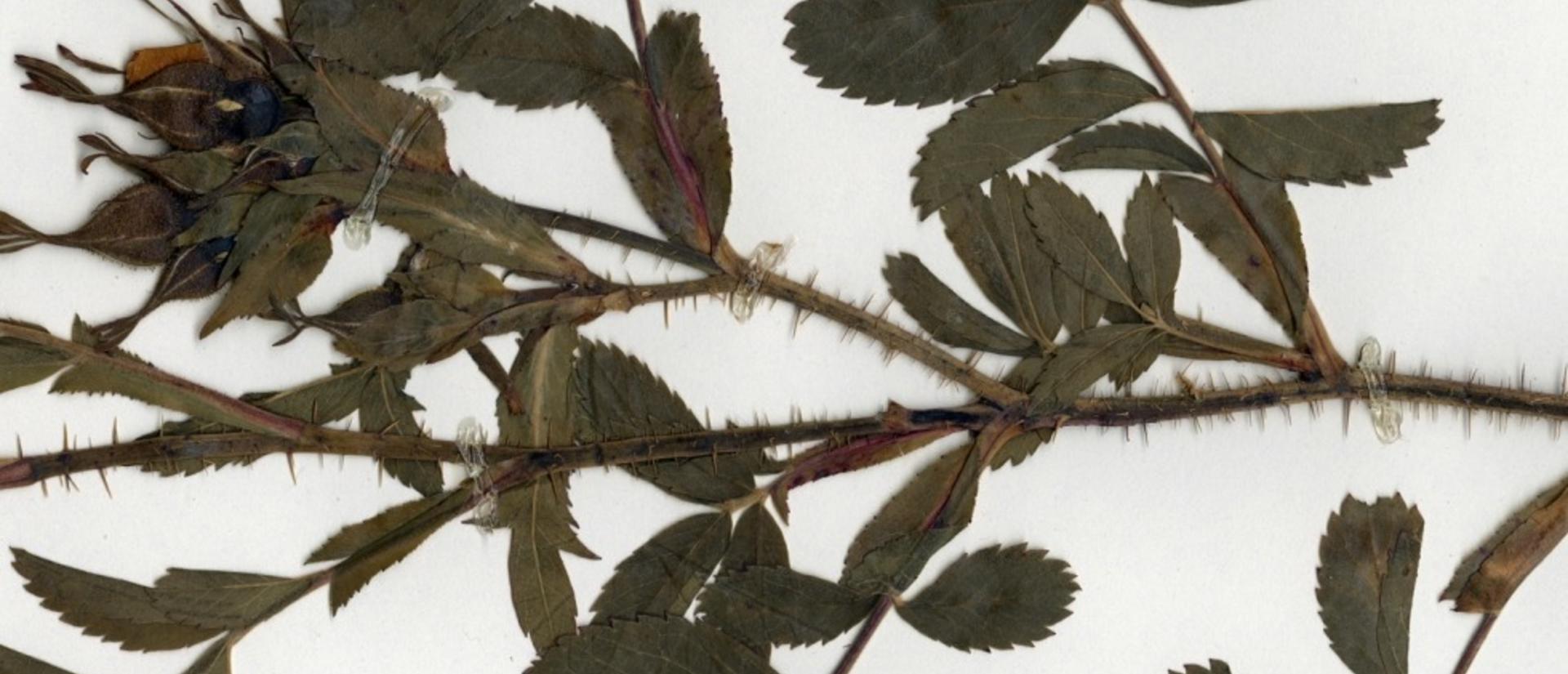 nebc00106961_crop.jpg