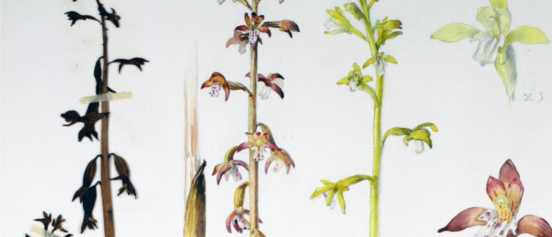 orchid_test3_crop.jpg