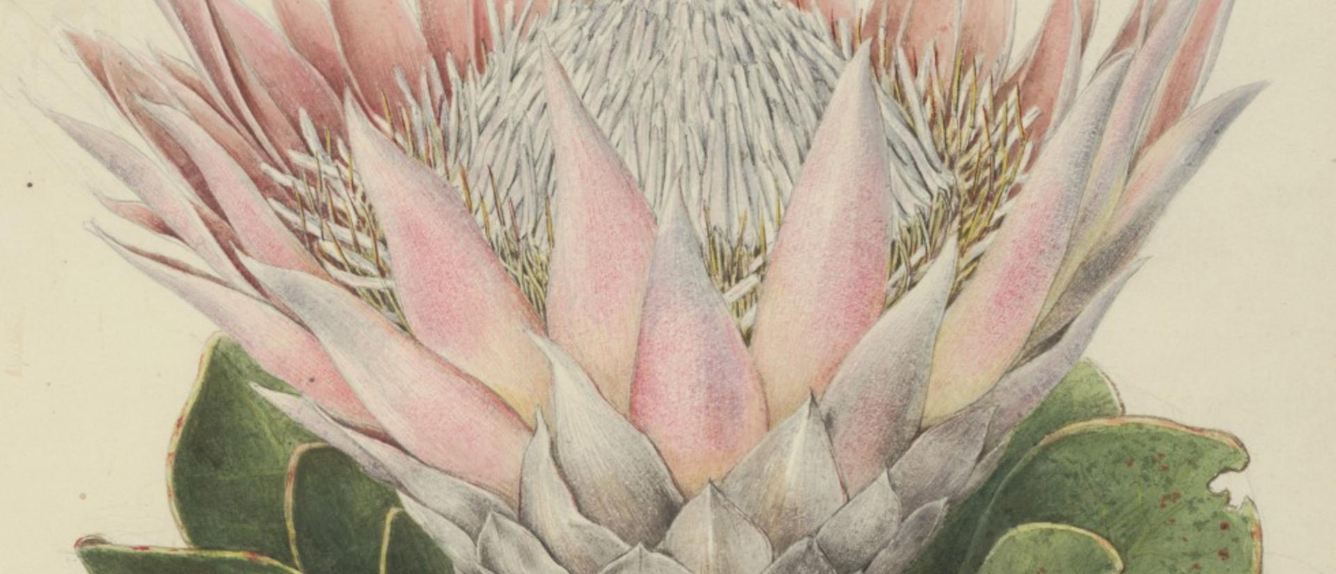 Illustration of a king protea (Protea cynaroides) with large pink petals and green leaves, drawn by A.T. Agate for the U.S. Exploring Expedition, 1838–1842